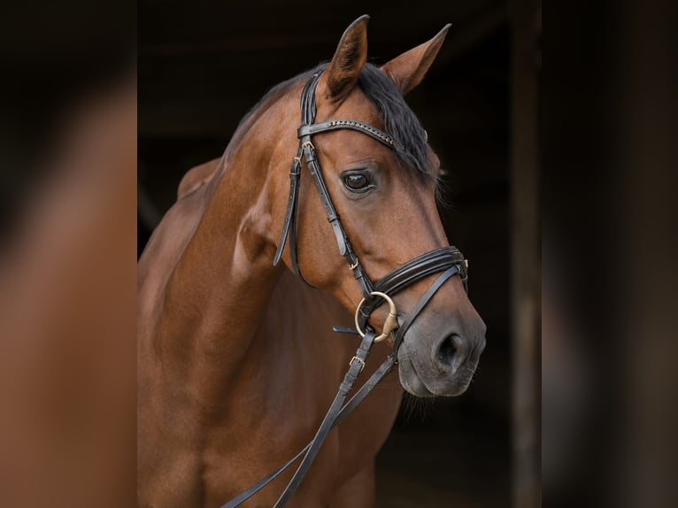 Cruzado Mare 11 years 15.1 hh Brown in Wingerode