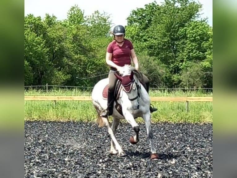 Cruzado Mare 11 years 15.1 hh Grey-Dapple in Meddersheim