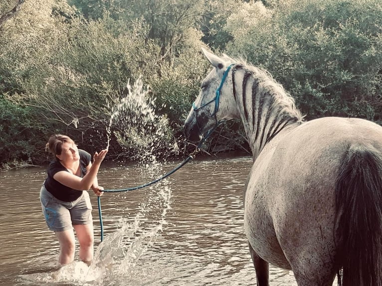 Cruzado Mare 11 years 15,1 hh Grey-Dapple in Meddersheim
