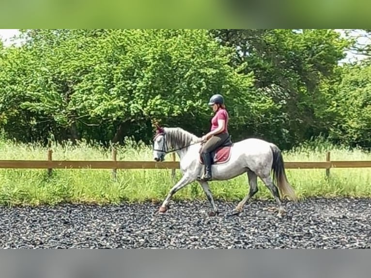 Cruzado Mare 11 years 15,1 hh Grey-Dapple in Meddersheim
