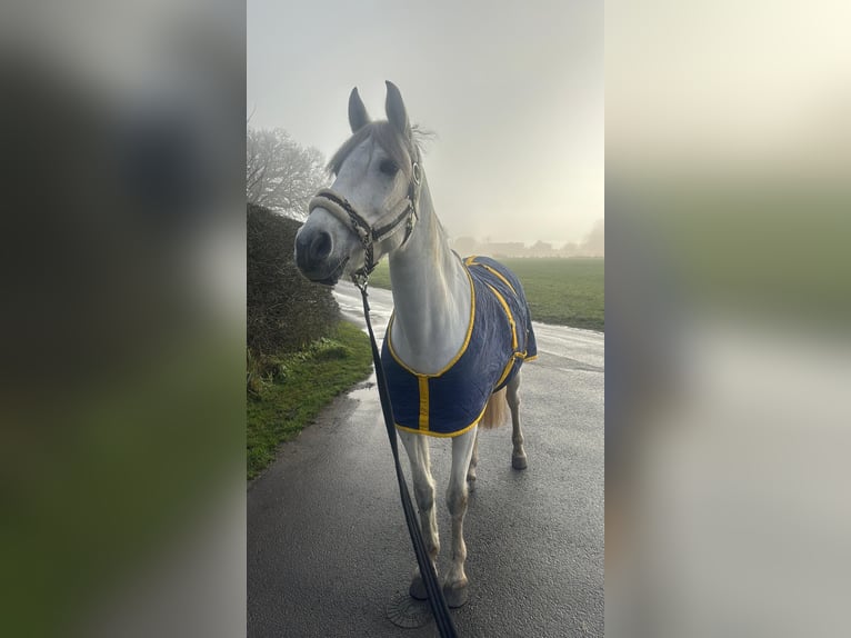 Cruzado Mare 11 years 15,2 hh Grey in Lünen