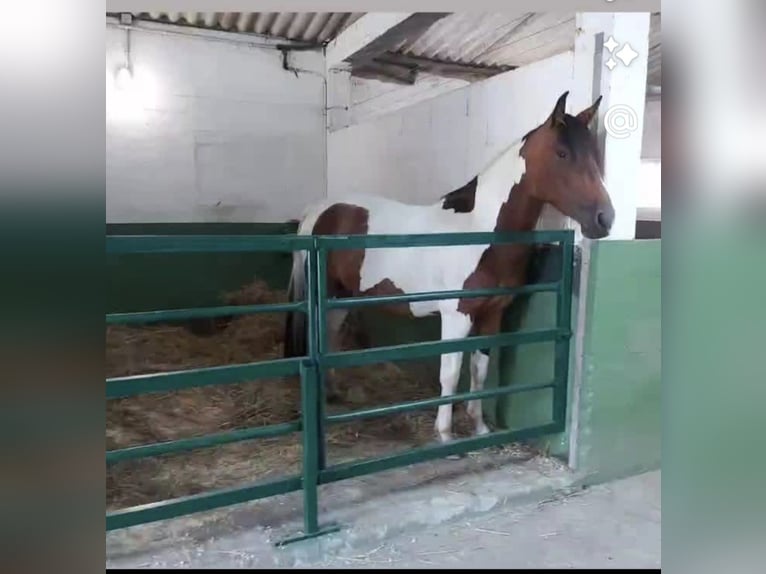 Cruzado Mix Mare 11 years 15,2 hh Pinto in Santiago De Compostela Cruzado Mix Mare 11 years 15,2 hh Pinto in Santiago De Compostela