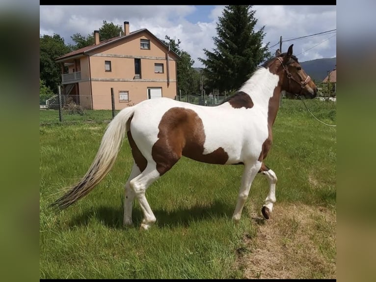 Cruzado Mix Mare 11 years 15,2 hh Pinto in Santiago De Compostela Cruzado Mix Mare 11 years 15,2 hh Pinto in Santiago De Compostela