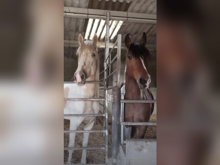 Cruzado Mix Mare 11 years 15,2 hh Pinto in Santiago De Compostela Cruzado Mix Mare 11 years 15,2 hh Pinto in Santiago De Compostela