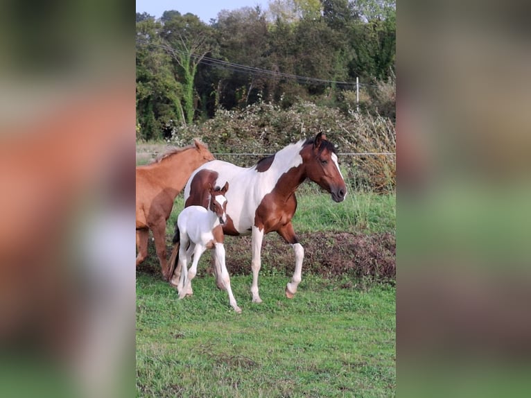 Cruzado Mix Mare 11 years 15,2 hh Pinto in Santiago De Compostela Cruzado Mix Mare 11 years 15,2 hh Pinto in Santiago De Compostela