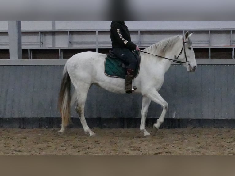 Cruzado Mare 11 years 15,3 hh Grey in Lathen