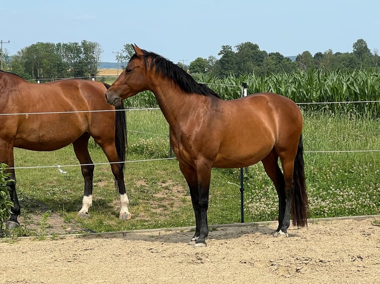 Cruzado Mare 11 years Brown in Gollhofen