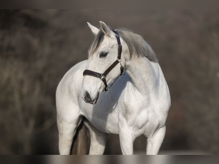 Cruzado Mare 12 years 15.1 hh Grey in Windhagen