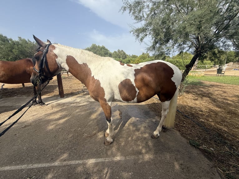 Cruzado Mare 13 years 14.1 hh Pinto in Capdepera