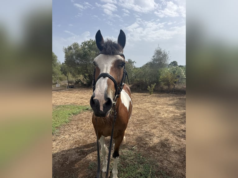 Cruzado Mare 13 years 14.1 hh Pinto in Capdepera