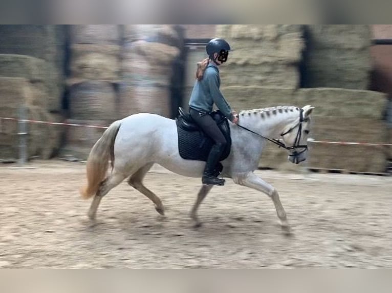 Cruzado Mare 14 years 15,2 hh Grey in W&#xFC;rzburg