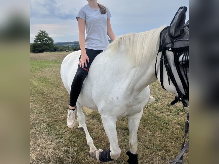 Cruzado Mare 14 years 15,2 hh Grey in Wadern