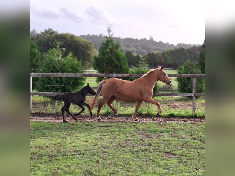 Cruzado Mix Mare 14 years 15,2 hh Palomino in Santiago De Compostela