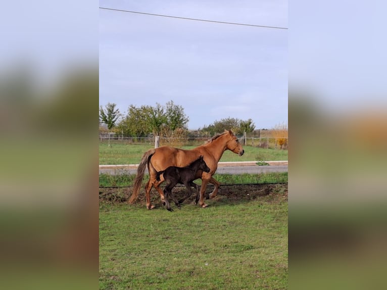 Cruzado Mix Mare 14 years 15,2 hh Palomino in Santiago De Compostela