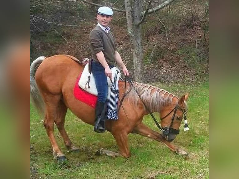 Cruzado Mix Mare 14 years 15,2 hh Palomino in Santiago De Compostela