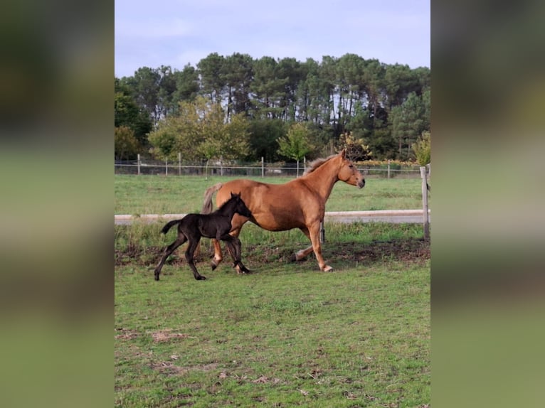 Cruzado Mix Mare 14 years 15,2 hh Palomino in Santiago De Compostela