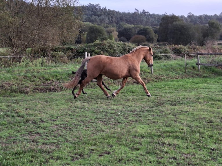 Cruzado Mix Mare 14 years 15,2 hh Palomino in Santiago De Compostela