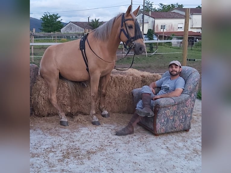 Cruzado Mix Mare 14 years 15,2 hh Palomino in Santiago De Compostela