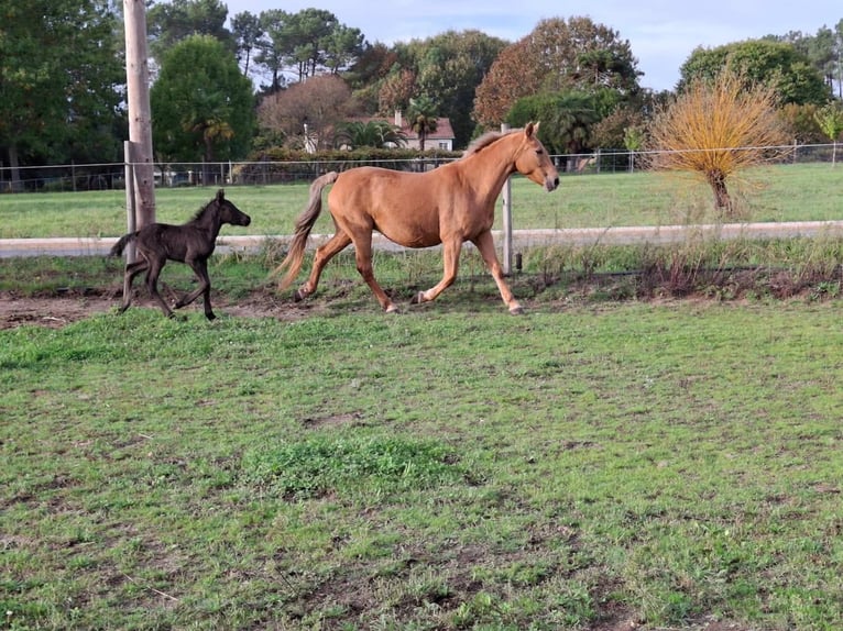 Cruzado Mix Mare 14 years 15,2 hh Palomino in Santiago De Compostela