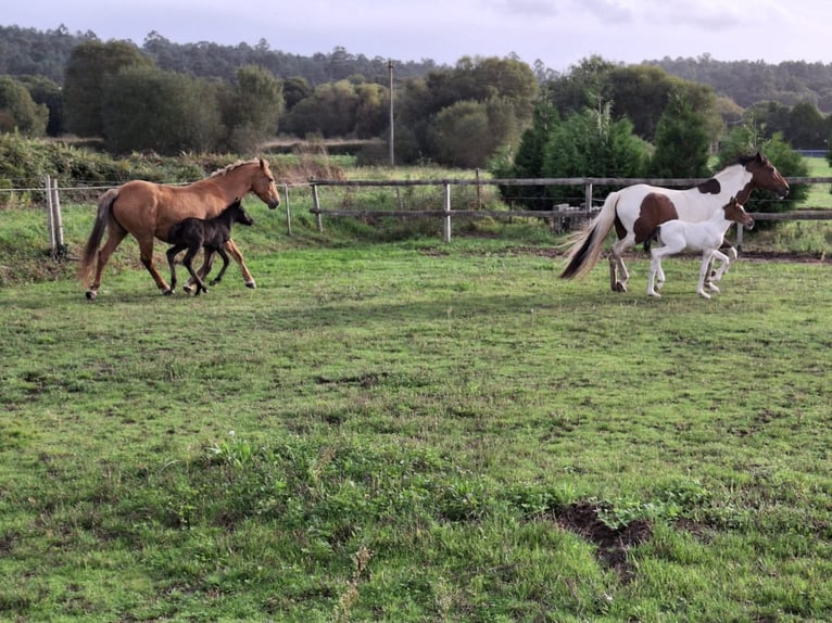 Cruzado Mix Mare 14 years 15,2 hh Palomino in Santiago De Compostela