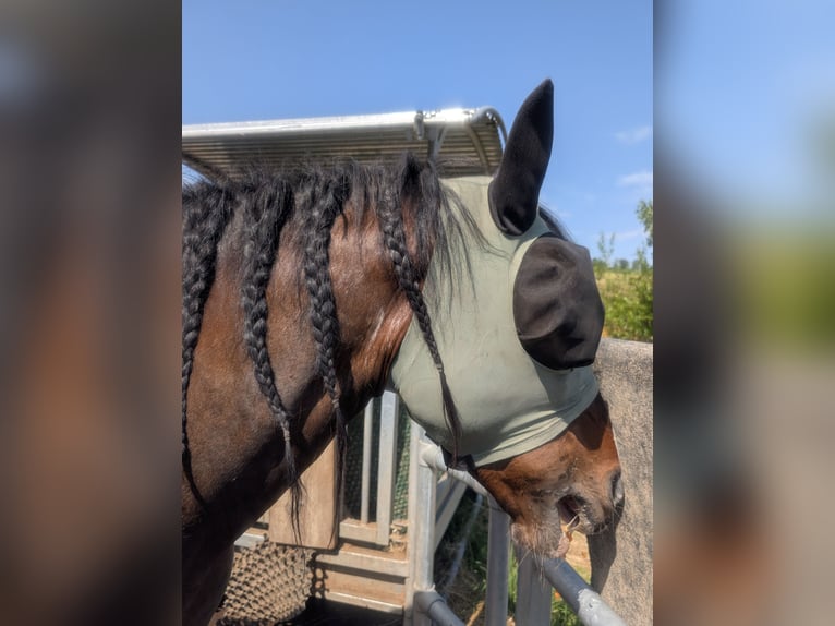 Cruzado Mare 15 years 14.2 hh Pinto in Eschenburg