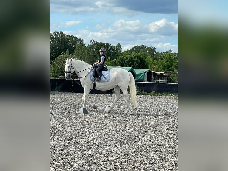 Cruzado Mare 15 years 15.2 hh Grey in Rheinstetten