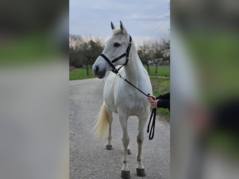 Cruzado Mare 15 years 15.2 hh Grey in Rheinstetten