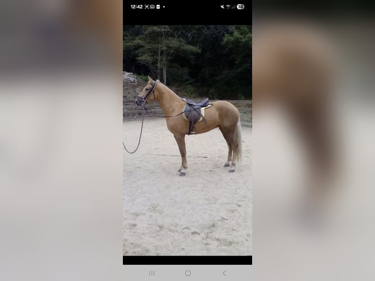 Cruzado Mix Mare 15 years 15,2 hh Palomino in Santiago De Compostela