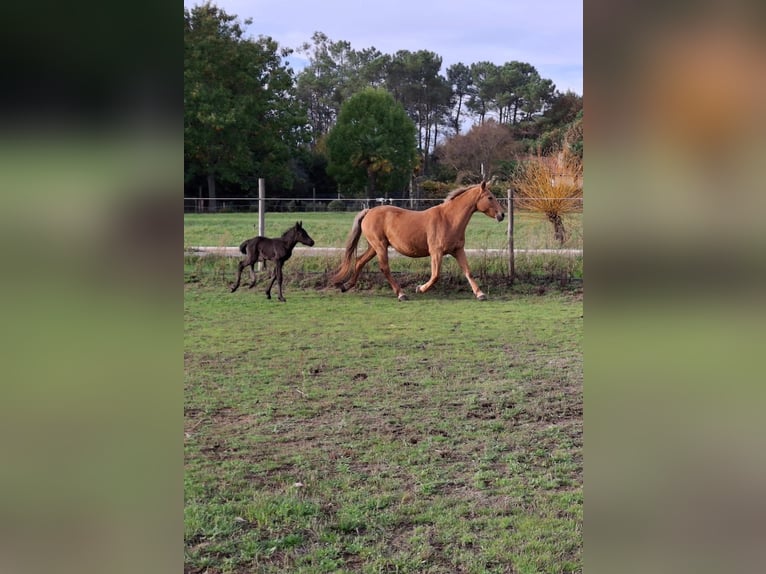 Cruzado Mix Mare 15 years 15,2 hh Palomino in Santiago De Compostela