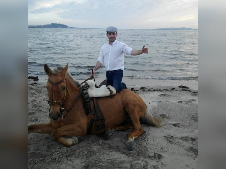 Cruzado Mix Mare 15 years 15,2 hh Palomino in Santiago De Compostela