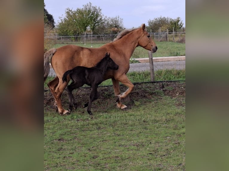 Cruzado Mix Mare 15 years 15,2 hh Palomino in Santiago De Compostela