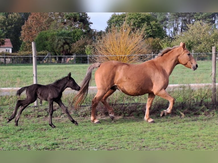 Cruzado Mix Mare 15 years 15,2 hh Palomino in Santiago De Compostela
