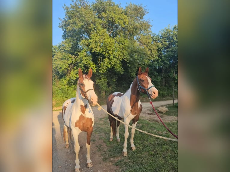 Cruzado Mare 15 years 15,3 hh Pinto in Pins, Els (Banyoles)