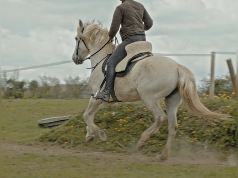 Cruzado Mare 15 years 16 hh Grey in Saint-Saturnin-du-Limet