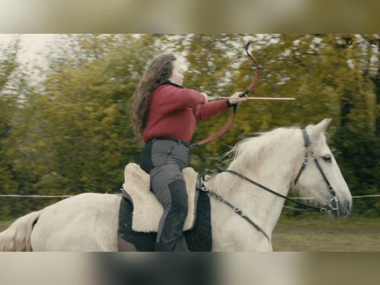 Cruzado Mare 15 years 16 hh Grey in Saint-Saturnin-du-Limet