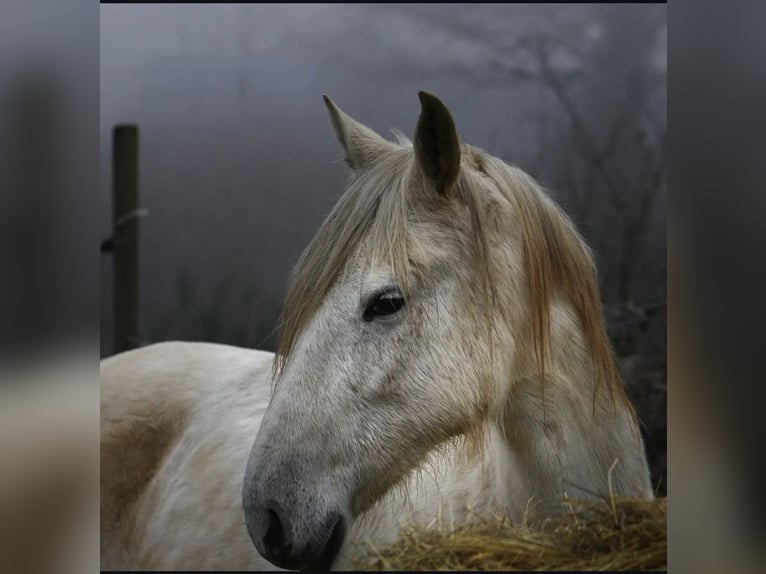 Cruzado Mare 15 years 16 hh Grey in Saint-Saturnin-du-Limet