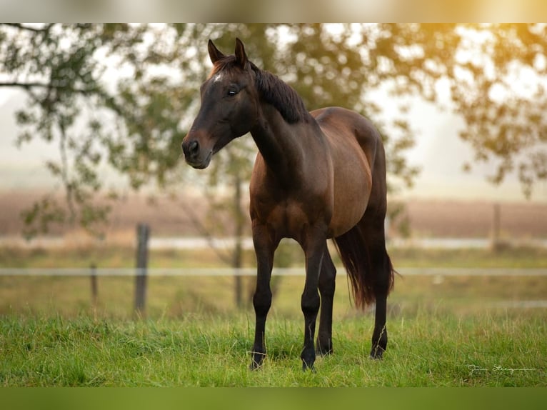 Cruzado Mix Mare 16 years 14,3 hh Brown in Kempen