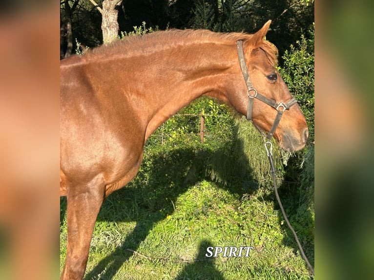 Cruzado Mare 16 years 15,1 hh Chestnut-Red in Zernez