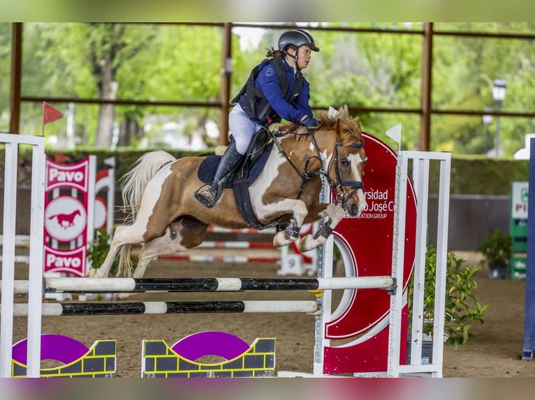 Cruzado Mare 19 years in Bosque, El (Urbanizacion)