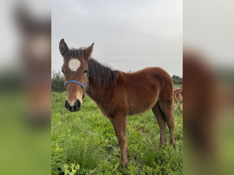 Cruzado Mix Mare 1 year 12,2 hh Brown-Light in Soller