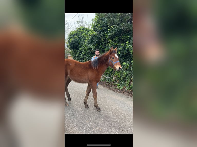 Cruzado Mix Mare 1 year 12,2 hh Brown-Light in Soller