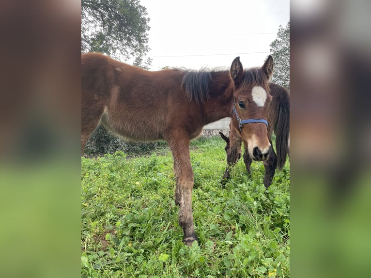 Cruzado Mix Mare 1 year 12,2 hh Brown-Light in Soller