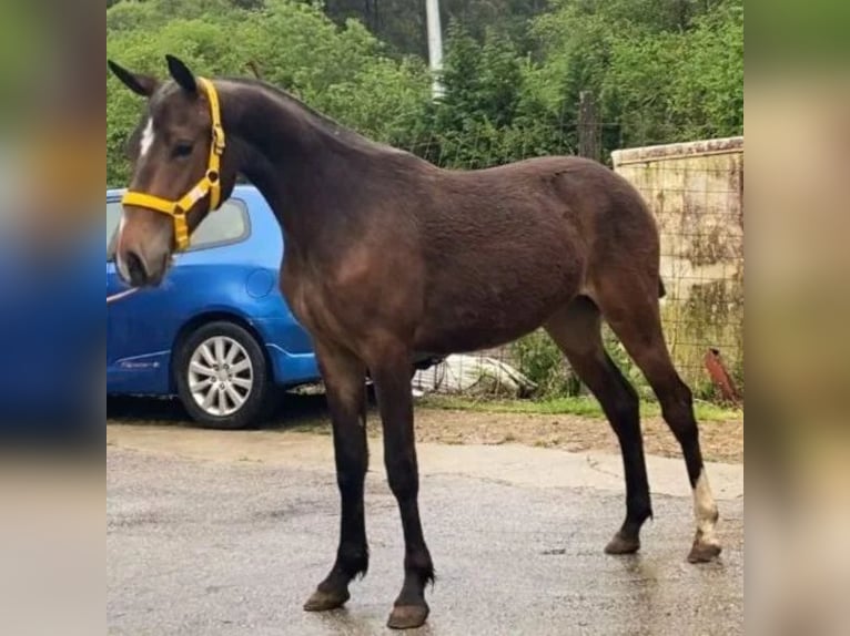 Cruzado Mare 1 year 14,2 hh Dun in Sabadell Cruzado Mare 1 year 14,2 hh Dun in Sabadell