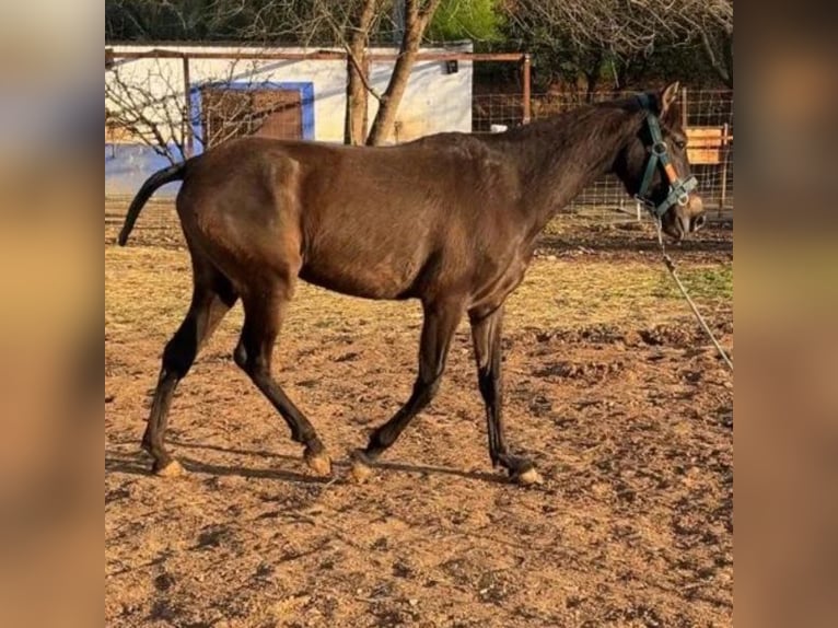 Cruzado Mare 1 year 14,2 hh Gray in Sabadell Cruzado Mare 1 year 14,2 hh Gray in Sabadell