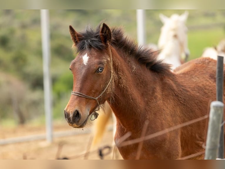 Cruzado Mix Mare 1 year 15.1 hh Brown in Bonares