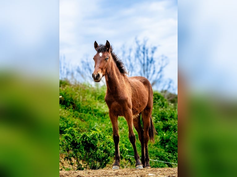 Cruzado Mix Mare 1 year 15.1 hh Brown in Bonares