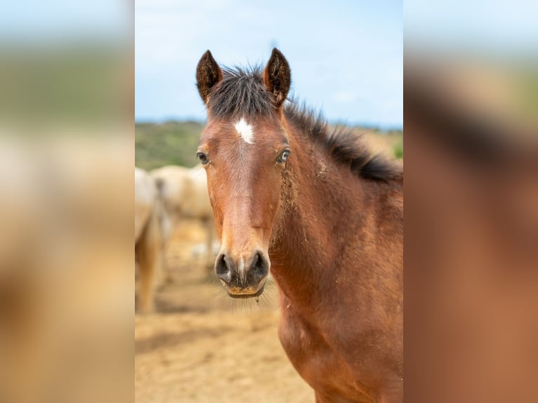 Cruzado Mix Mare 1 year 15.1 hh Brown in Bonares