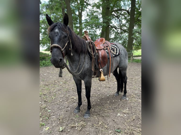 Cruzado Mix Mare 1 year 15.1 hh Buckskin in Porta Westfalica