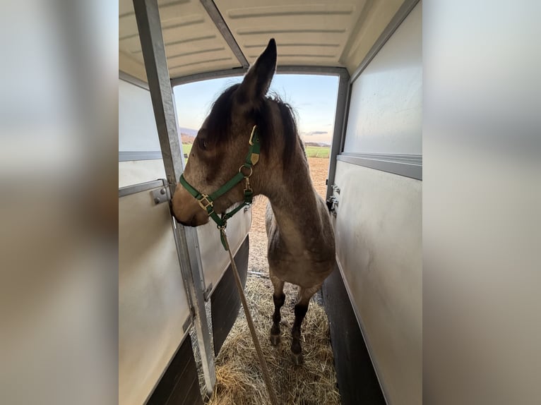 Cruzado Mix Mare 1 year 15,1 hh Buckskin in Porta Westfalica