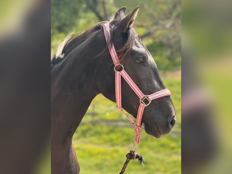 Cruzado Mare 2 years 15 hh Pinto in F&#xFC;rth